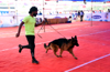 Mangaluru: Canine Show attracts dog lovers from across country